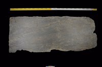 藏品(石板)的圖片