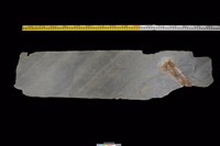 藏品(東側板)的圖片