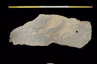 藏品(石板)的圖片