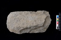 藏品(打製石斧)的圖片