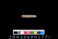 藏品(石針)的圖片