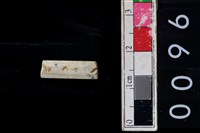 藏品(玉管珠)的圖片