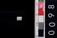 藏品(玉管珠)的圖片