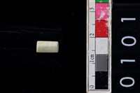 藏品(玉管珠)的圖片