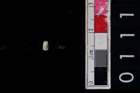 藏品(玉管珠)的圖片