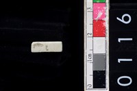 藏品(玉管珠)的圖片