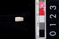 藏品(玉管珠)的圖片