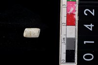 藏品(玉管珠)的圖片