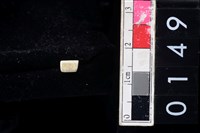 藏品(玉管珠)的圖片