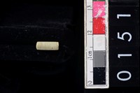 藏品(玉管珠)的圖片