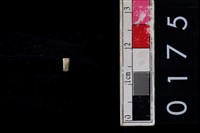 藏品(玉管珠)的圖片