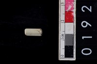 藏品(玉管珠)的圖片