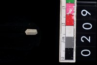 藏品(玉管珠)的圖片