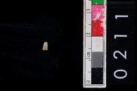 藏品(玉管珠)的圖片