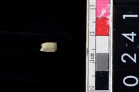 藏品(玉管珠)的圖片