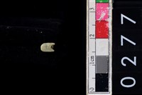 藏品(玉管珠)的圖片