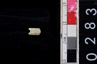 藏品(玉管珠)的圖片