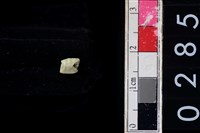 藏品(玉管珠)的圖片