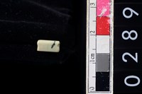 藏品(玉管珠)的圖片