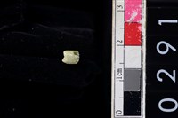 藏品(玉管珠)的圖片