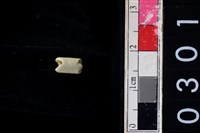 藏品(玉管珠)的圖片