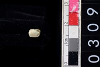 藏品(玉管珠)的圖片