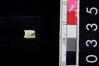 藏品(玉管珠)的圖片