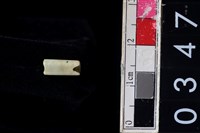 藏品(玉管珠)的圖片