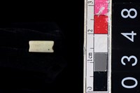 藏品(玉管珠)的圖片