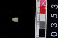 藏品(玉管珠)的圖片