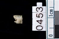 藏品(玉管珠)的圖片