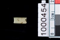 藏品(玉管珠)的圖片