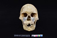 藏品(沖繩港川人復原人頭骨(複製品))的圖片