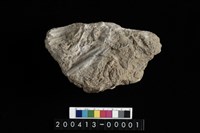 藏品(扇貝)的圖片