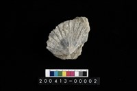 藏品(扇貝)的圖片