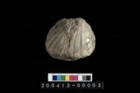 藏品(蛤)的圖片