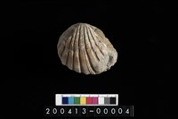 藏品(蛤)的圖片