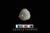 藏品(蛤)的圖片