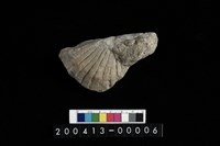 藏品(蛤)的圖片