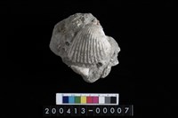 藏品(蛤)的圖片