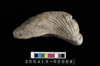 藏品(牡蠣)的圖片