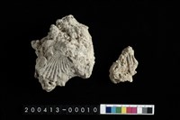 藏品(蛤)的圖片