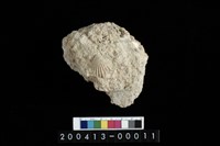 藏品(蛤)的圖片