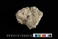 藏品(蛤)的圖片