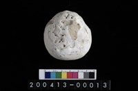 藏品(貝)的圖片