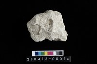 藏品(生痕化石)的圖片