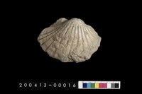 藏品(扇貝)的圖片