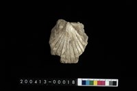 藏品(扇貝)的圖片