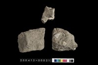 藏品(蛤)的圖片