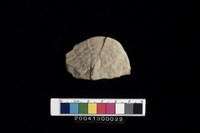 藏品(菊石?)的圖片